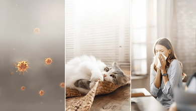 Grass pollen peaks from mid-May to July, while dust mites and pet dander stay all year indoors.